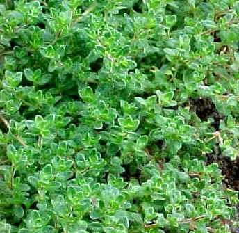 Thyme