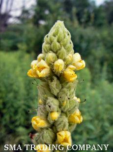 Varbascum
