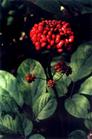 Ginsenoside