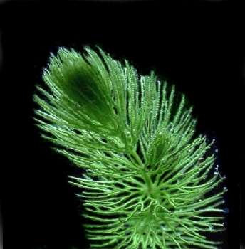 Ceratophyllum demersum extract