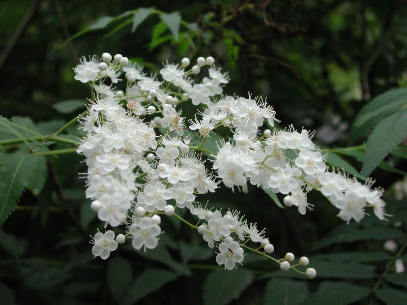 Sorbaria sorbifolia extract