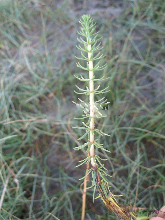 Hippuris vulgaris Extract