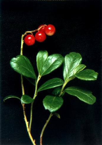 Lingonberry extract