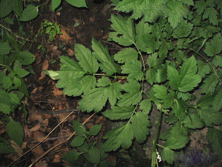 Cimicifuga fletida extract