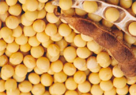 Glycine max extract