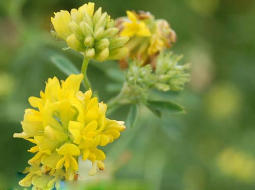 Medicago falcata Extract
