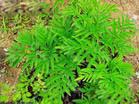 Angelica dahurica Extract
