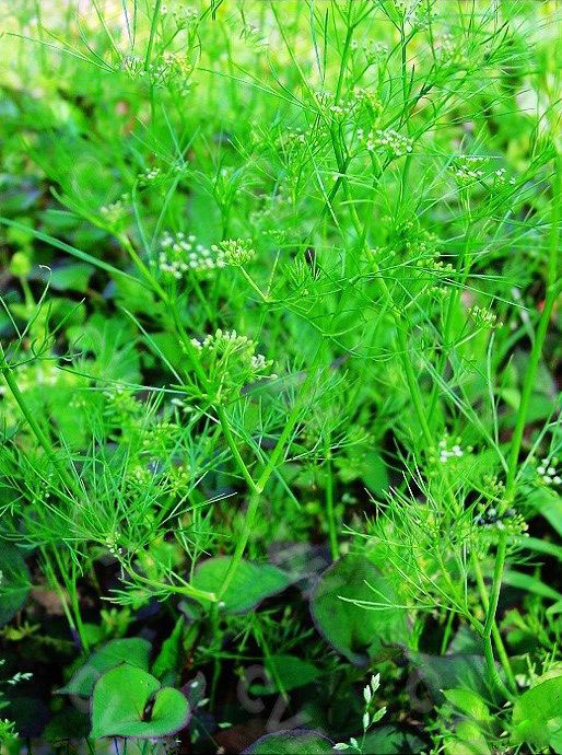 Apium graveolens Extract