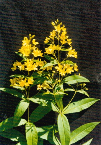 Lysimachia davurica extract