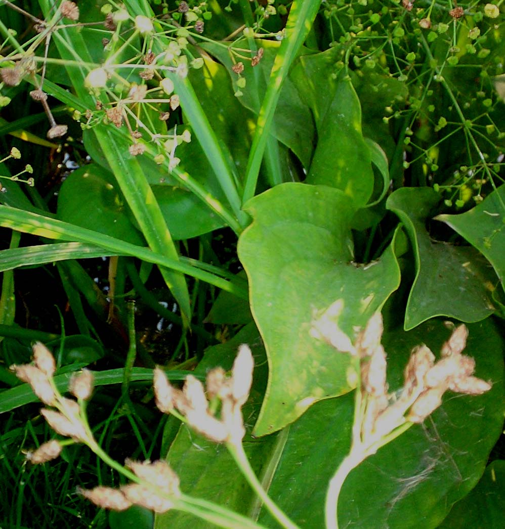 Bidens tripartita extract