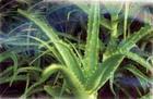 Aloe vera extract
