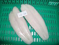 Pangasius fish squid
