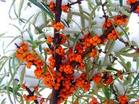 Sea Buckthorn Fruit Powder