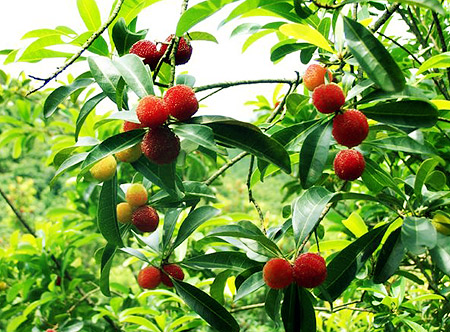 Bayberry Bark Extract Myricetin 90%, 98%