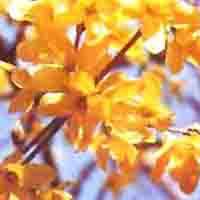 St.John's wort P.E.