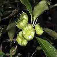 3,4-divanillyltetrahydrofuran (Nettle Root Extrac