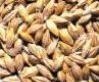 Oat extract