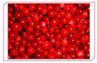 iqf wild lingonberry (