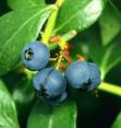 blueberry concentrate (