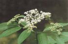 elderberry anthocyanin (info3@sports-ingredient.c