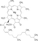 odium copper chlorophyllin
