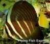PACIFIC SAILFIN TANG