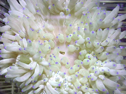 heteractis1[1]