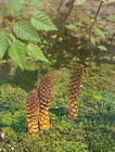 groundcone extract