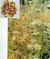 cnidium monnieri extract (info3@sports-ingredient