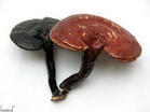ganoderma extract