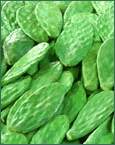 cactus extract