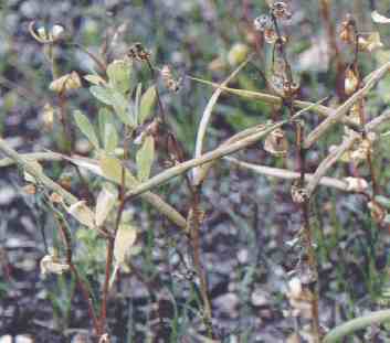 trigonella foenum-graecum extract(info3@sports-ing