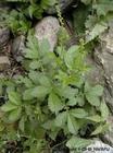 agrimonia pilosa extract (info3@sports-ingredie