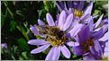 Tatarian aster extract (info3@sports-ingredient.co
