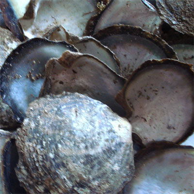 sea sell