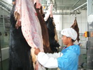 cattle slaughtering machine