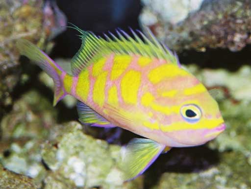 marine fish