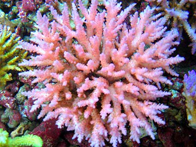 Acropora