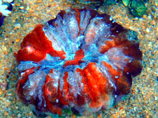 Special Montipora