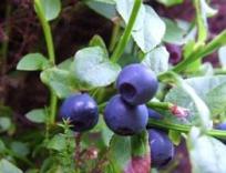 Bilberry P.E. 15%,25% Anthocyanidins