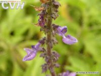 Coleus Forskolin P.E. 20%-98% Forskolin