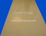 Maple Plywood