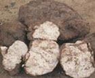 Pachymaran