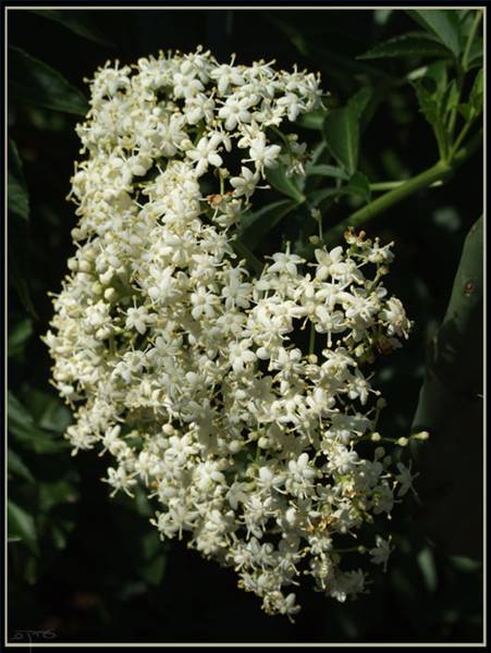 Elderberry Extract