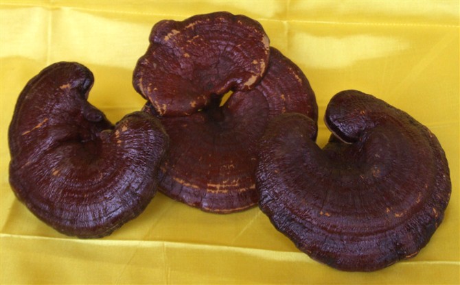 ganoderma lucidum