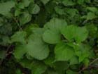 3,4-divanillyltetrahydrofuran (Nettle Root Extract