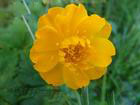 Trollius chinensis P.E.