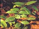 Medicinal Indianmulberry Root P.E.