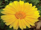 Pot Marigold Extract