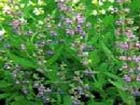Thyme Extract